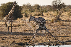 Dernière gorgée<br><br>
Se désaltérer est un exercice périlleux pour les girafes avec leur cou de 2 mètres. La tête baissée, leur cerveau n’est plus irrigué par un système de clapet et elles deviennent vulnérables pour un instant. C’est donc seulement une fois en pleine confiance qu’elles se mettent en position au bord du point d’eau. En se relevant rapidement, elles balancent leur long cou, formant un joli S de petites gouttelettes. Clic-clac 📷.
