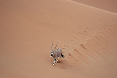 Travers d’oryx<br><br>Même si les paysages sont arides et que les dunes de sable s’étendent à perte de vue, belle surprise que de trouver quelques oryx jouant à cache-cache dans tout ce sable! C’est un animal tellement bien adapté à cet environnement qu’il peut rester plusieurs semaines sans boire et supporte sans problème les températures caniculaires. Clic-clac 📷.