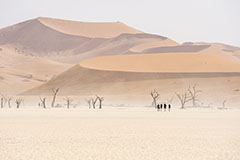 Un autre monde<br><br>Nous y voilà, Dead Vlei, un des sites les plus emblématiques de Namibie. Dead Vlei est entouré des dunes les plus élevées du monde, dont la plus haute, surnommée « Big Daddy », culmine entre 300 et 400 mètres. Cette cuvette s'est formée lorsque des inondations y ont détourné une rivière, créant alors un marais permettant à des acacias du désert d'y pousser. Par la suite, des dunes ont entouré la zone et bloqué l'arrivée d'eau, entraînant la mort des arbres par manque d'eau. Les troncs des arbres morts, dont l'âge est estimé à environ neuf cents ans, sont désormais de couleur noire du fait qu'ils ont été brûlés par le soleil. Bien que n'étant pas pétrifié, leur bois ne se décompose pas du fait de la trop grande sécheresse. Clic-clac 📷.
