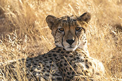 Désabusé<br><br>Le voyage se termine en beauté avec une rencontre au plus près avec un animal majestueux, le guépard ! Au centre de préservation Namib Conservation Centre, ils évoluent en semi-liberté en attendant une solution de réintroduction dans leur milieu après les soins dont ils ont besoin. Trop mignons ces gros minous ! Clic-clac 📷.
