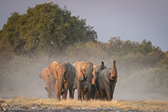 Le gang des éléphants<br><br>Dernier point d’eau avant de finir le safari de l’après-midi de ce premier jour. Au loin, un nuage de fumée qui se rapproche doucement. C’est un troupeau d’éléphants qui vient se rafraichir à l’heure de l’apéro. Les lumières du soir les colorent en gris et rose en fonction des ombres et on discerne un petit, bien protégé au centre par les adultes. Clic-clac 📷.