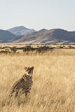 Le gardien<br><br>Visite du centre de préservation des guépards (Namib Carnivore Conservation Centre) où ont été recueilli quelques individus en attendant (depuis un moment…) de trouver une solution pour eux. Pas besoin de rouler très longtemps pour tomber sur la troupe qui se repose au soleil ,se câline, surveille les alentours depuis les arbres… La lumière du matin est superbe dans les hautes herbes avec les montagnes au loin. Clic-clac 📷.