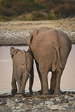 Père et fils<br><br>Dans un groupe d’éléphants, toutes les femelles sont capables de s’occuper d’un petit. Si l’éléphanteau est un mâle, il s’isolera du troupeau pour vivre de façon plutôt solitaire. Les femelles, elles, resteront toute leur vie dans le même groupe. Belle scène de complicité entre un jeune et un adulte. Clic-clac 📷.