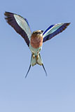 Rollier en vol stationnaire<br><br>Nous arrêtons le 4x4 pour observer un rollier avec ses magnifiques couleurs. Grâce au toit relevable, nous essayons de trouver le meilleur moment pour prendre la photo. C’est alors que cet oiseau se lance dans un vol énergique et coloré tout autour de nous pendant plusieurs minutes avant de se poser de nouveau sur un arbuste. Magique ! Clic-clac 📷. 