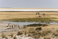 Dernière halte avant le pan<br><br> Le pan d'Etosha est un désert de sel protégé par le parc national d'Etosha. En saison humide, le pan est inondé. L'eau présente dans son bassin est alors saturée de sel.  Le pan d'Etosha couvre une superficie de 4 800 km2. A cette saison, c’est donc une immense étendue blanche qui semble infinie. Clic-clac 📷. 