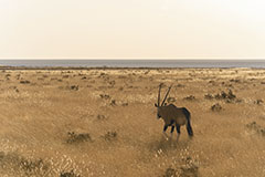 Oryx à l’heure dorée<br><br>Les lumières commencent à baisser en cette fin d’après-midi, la végétation commence à prendre sa couleur dorée. Depuis la piste, nous nous arrêtons pour observer un bel oryx, un genre d’antilopes aux longues cornes (mais de la famille des bovidés !) très présent en Namibie. Après nous avoir toisé rapidement, il s’éloigne tranquillement brouter un peu plus loin en direction du pan. Clic-clac 📷.