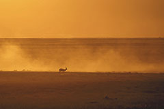 Entre ciel et terre<br><br>Dernière halte au point d’eau de Nebrownii avant de rentrer au camp. Des éléphants, des girafes, des springboks, tout le monde mitraille les animaux. Moi, je suis intrigué par la belle lumière jaune-orangée du soleil qui se couche en tournant le dos à tout le monde. Je repère un springbok au loin, je cadre, puis je vois un énorme camion 4x4 qui fonce sur la piste derrière lui en soulevant la poussière. Quelques secondes après, je retrouve la silhouette de mon antilope qui se détache sur les différentes nuances dorées. Clic-clac 📷.