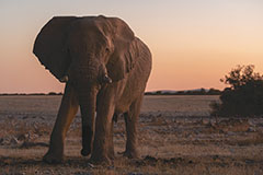 Défi de regard<br><br>Encore une belle soirée passée à observer les bêtes s’abreuver au point d’eau du camp d’Okaukuejo. Puis c’est un bel éléphant majestueux qui arrive et se rafraîchit à son tour. En repartant, je le suis jusqu’aux limites du point d’eau et là, il se retourne, s’immobilise et me fixe droit dans les yeux. Clic-clac 📷.