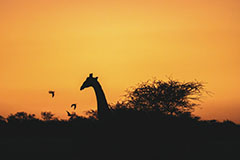 Le lac des cygnes<br><br>Le soleil est en train de se coucher et il devient difficile de distinguer les animaux. Mais, au loin, quelques silhouettes de girafes s’éloignent doucement de leur pas si caractéristique. L’une d’elles passe derrière un arbuste et là, les deux formes associées forment dans ma tête la silhouette d’un cygne. Clic-clac 📷.